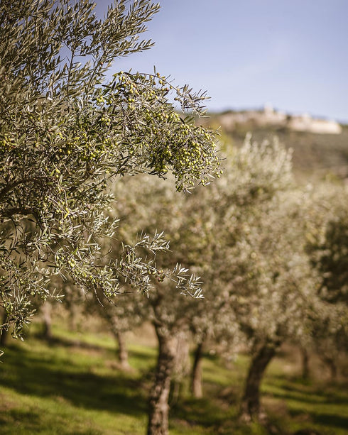 8.4oz, 250ml Italian Basil Naturally Flavored Extra Virgin Olive Oil from Terre Francescane