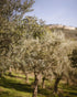 8.4oz, 250ml Italian Basil Naturally Flavored Extra Virgin Olive Oil from Terre Francescane