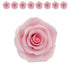 8 Count Global Sugar Art Shrub Rose Pink Sugar Cake Flowers, Large Wired, by Chef Alan Tetreault
