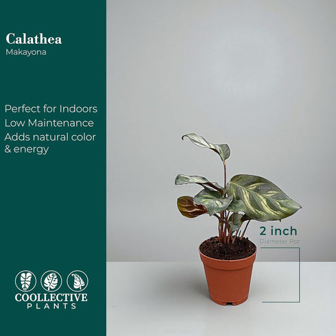 2" Calathea Makayona Live Plant in Growers Pot Easy Care Indoor Houseplant, Low Maintenance Tropical Prayer Plant, Pet