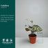 2" Calathea Makayona Live Plant in Growers Pot Easy Care Indoor Houseplant, Low Maintenance Tropical Prayer Plant, Pet