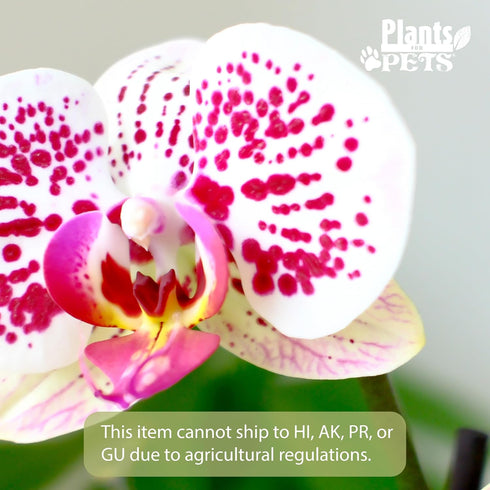 20-24" Novelty Phalaenopsis Live Orchid Plant & White Orchid Pot Live Plant Gift, Fresh Orchids Plants Live House
