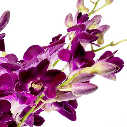 Generic (10 Fresh Cut Orchids Flowers - Purple Orchids Bouquet - PRIME QUALITY - Gift for Easter, Anniversaries