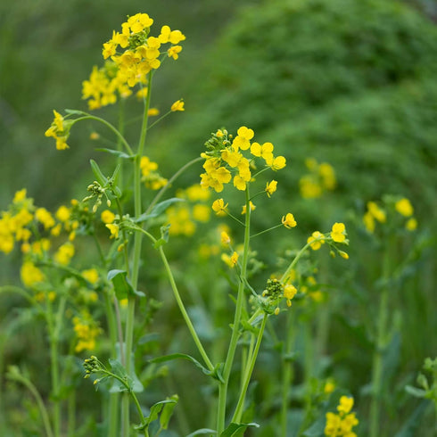 1 Lb Organic Brown Mustard Sprouting Seeds: - Hot Mustard Seed: For Spices, Sprouts, Microgreens, Making Gourmet