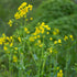1 Lb Organic Brown Mustard Sprouting Seeds: - Hot Mustard Seed: For Spices, Sprouts, Microgreens, Making Gourmet