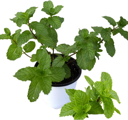 Sets 2 3.5" 5-9" TANKDA Live Mint Plants Herb in Pot, Fresh Spearmint for Indoor Outdoor Growing, Spring Planting