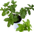 Sets 2 3.5" 5-9" TANKDA Live Mint Plants Herb in Pot, Fresh Spearmint for Indoor Outdoor Growing, Spring Planting