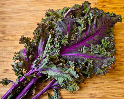 Kale Red Russian (500 Count) COOL BEANS N SPROUTS Brand. Non-GMO. Home