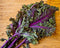 Kale Red Russian (500 Count) COOL BEANS N SPROUTS Brand. Non-GMO. Home