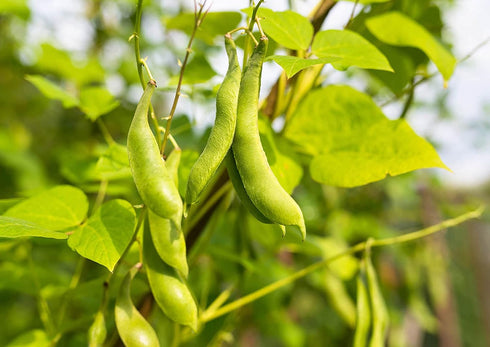 15 Food to Live Black Turtle Beans, Pounds Whole Dried Beans, Sproutable, Vegan, Kosher, Bulk. Low Sodium. Great Source