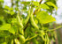 15 Food to Live Black Turtle Beans, Pounds Whole Dried Beans, Sproutable, Vegan, Kosher, Bulk. Low Sodium. Great Source