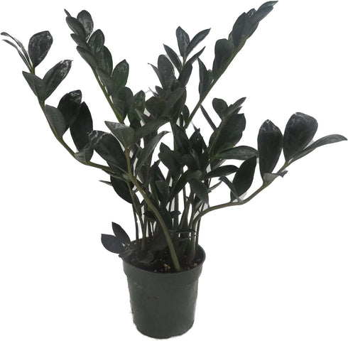 Rare Dwarf Black ZZ Plant - Zamioculcas Zamicro - 4" Pot -