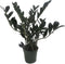 Rare Dwarf Black ZZ Plant - Zamioculcas Zamicro - 4" Pot -