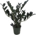 Rare Dwarf Black ZZ Plant - Zamioculcas Zamicro - 4" Pot -