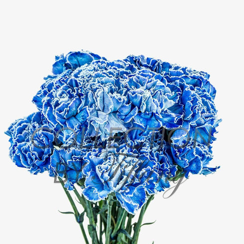 Collection by Tiffany Fresh Carnation Flowers for Birthday, Anniversary, Mother's Day & Valentine's Day I
