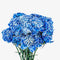 Collection by Tiffany Fresh Carnation Flowers for Birthday, Anniversary, Mother's Day & Valentine's Day I