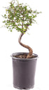 Brussel's Bonsai Live Chinese Elm Outdoor Bonsai Tree 5 Years Old 6"-8"