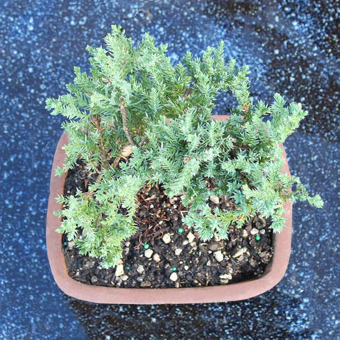 3 4-6 Inches Brussel's Bonsai - Live Green Mound Juniper Bonsai Tree, Outdoor Bonsai Tree Live Plant in Decorative