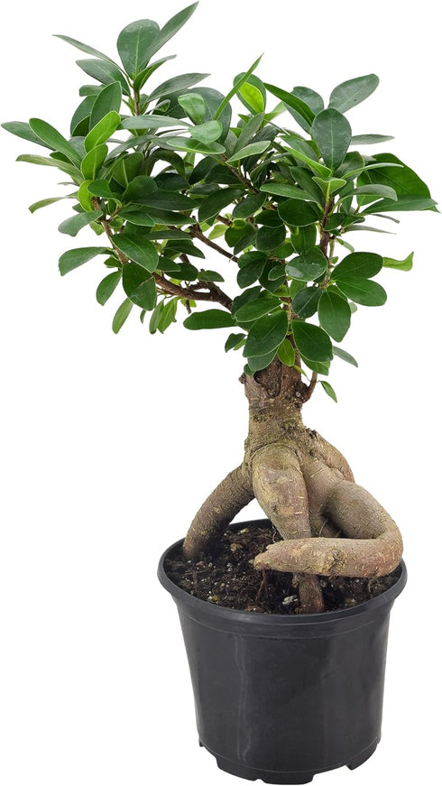 Arcadia Garden Products LV62 Ginseng Ficus Live Indoor Bonsai Plant in 6 in. Plastic Grower