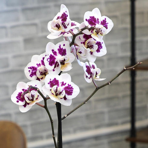 5" 22"+ Large Novelty Live Orchids Blooming in Blue & White Orchid Pot, Pet Friendly Live Plant Gifts for Plant Lovers