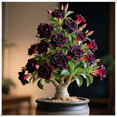 QYTGVSZ Desert Rose Succulent with Vivid Trumpet Drought-Tolerant Caudex Ideal for Windowsills, Desktops