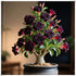 QYTGVSZ Desert Rose Succulent with Vivid Trumpet Drought-Tolerant Caudex Ideal for Windowsills, Desktops