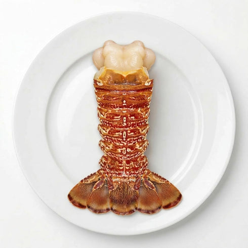 South African Lobster Tail (1 pc) 6 to 8 oz.
