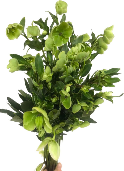 5 Next day delivery Green Eranthis Fresh Cut Flowers Hydroponic Flower Arrangement Long Flowering Period