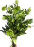 5 Next day delivery Green Eranthis Fresh Cut Flowers Hydroponic Flower Arrangement Long Flowering Period