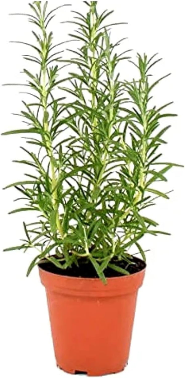 Live Aromatic Rosemary Herb Plant in 4 Inch Pot - Versatile Culinary