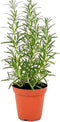Live Aromatic Rosemary Herb Plant in 4 Inch Pot - Versatile Culinary