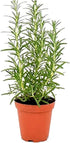 Live Aromatic Rosemary Herb Plant in 4 Inch Pot - Versatile Culinary