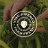 9.5 (Pack 3) Miller's Banana Pepper Sauce - Red Banana Pepper Mild Hot Sauce, Sweet Spicy Banana Pepper Sauce - Best