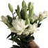5 stems fresh-cut multi-petal lilies Scented for a long time and good for hydroponic flower arrangements Shipped