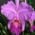 Discount Hawaiian Gifts 2" HAWAIIAN CATTLEYA ORCHID PLANT POT ~ GROW HAWAII