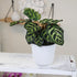 4 Inch Altman Plants Calathea Live Plant Decor, Makoyana Prayer Plant in White Plastic Plant Pot, Easy Plant Gift, Pet