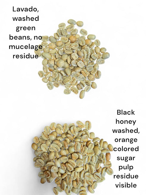 5 lb) Tesoros Del Pais Green Unroasted Coffee Beans Ahuachapan, El Salvador Single Estate High Elevation (Honey washed