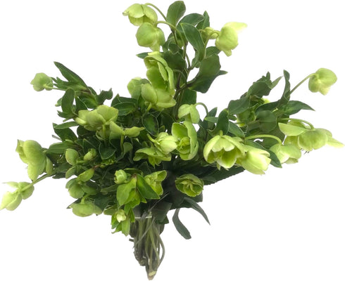 5 Next day delivery Green Eranthis Fresh Cut Flowers Hydroponic Flower Arrangement Long Flowering Period