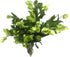 5 Next day delivery Green Eranthis Fresh Cut Flowers Hydroponic Flower Arrangement Long Flowering Period