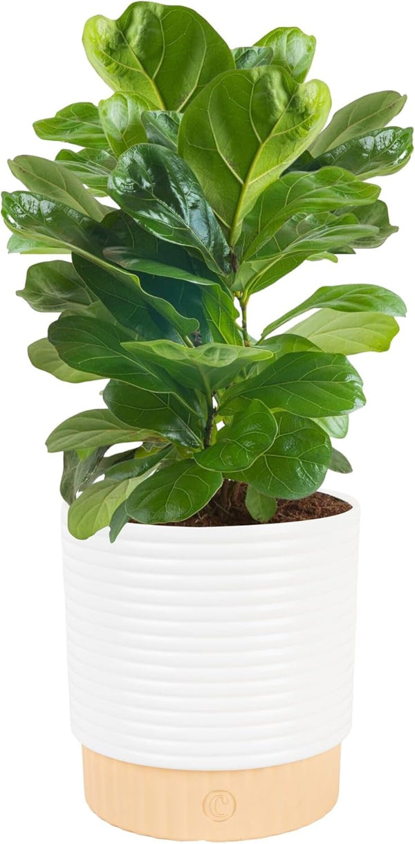 Costa Farms Baby Fiddle Leaf Fig Live Plant in Decorative Pot, Indoor