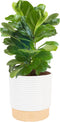 Costa Farms Baby Fiddle Leaf Fig Live Plant in Decorative Pot, Indoor