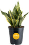 Costa Farms Sansevieria Grower's Choice Snake Live Indoor Plant, 12-Inches Tall, Grower