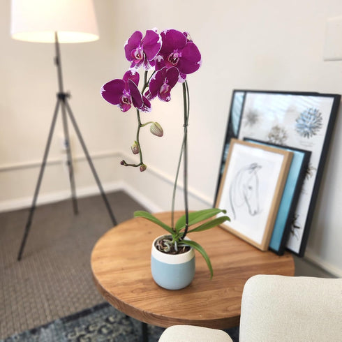 5" 22"+ Large Purple Live Orchids Blooming in Blue & White Orchid Pot, Pet Friendly Live Plant Gifts for Plant Lovers