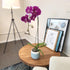 5" 22"+ Large Purple Live Orchids Blooming in Blue & White Orchid Pot, Pet Friendly Live Plant Gifts for Plant Lovers
