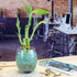 Set 3 6 Inch NW Wholesaler - of Three Stalk Live Indoor Lucky Bamboo Arrangements with One Bottle of Lucky Bamboo