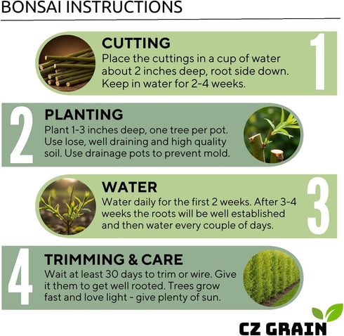 Eversong Weeping Willow Bonsai Tree Cutting to Grow - Thick Trunk Cutting - Great Gift - Fast Growing Indoor or Outdoor