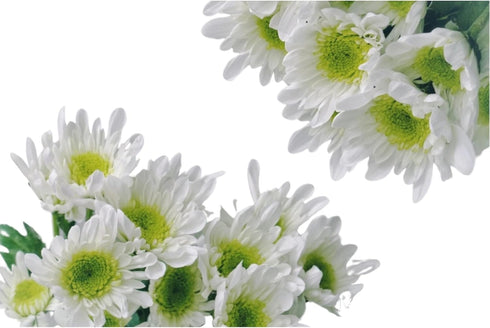 20 Stems Fresh White Daisies Flowers Good Maintenance Long Flowering Hydroponic Flower Arrangement Gifts For Home