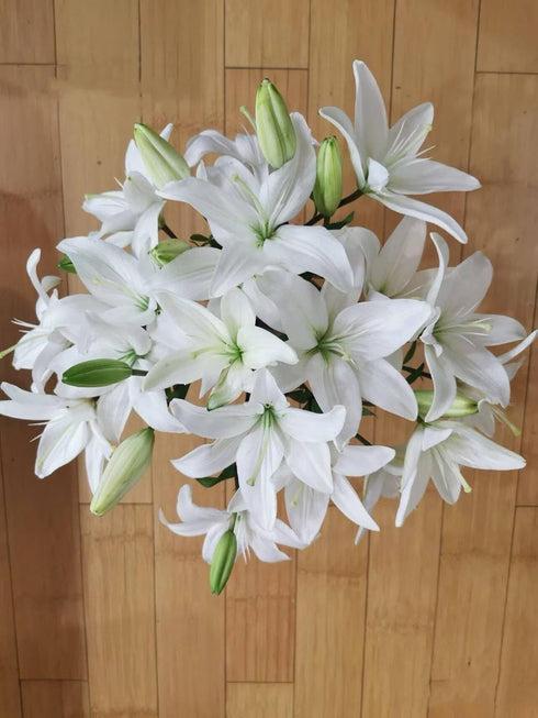 Cassiolina 10) Fresh Cut Asiatic Lily Flowers Elegant Lily Bouquet for Vase Home Decor Wedding Party Floral Arrangement