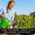 7 Beta Bucks John Bamboo Willow Bonsai Forest Willow Bonsai Cuttings for DIY Mini Tree Garden, Fast Rooting Live Plant