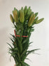 19 Orange Fresh cut Lily Flowers | Send Flower Food |Hydroponics Flower Arrangement Flower Gifts Birthday Flowers